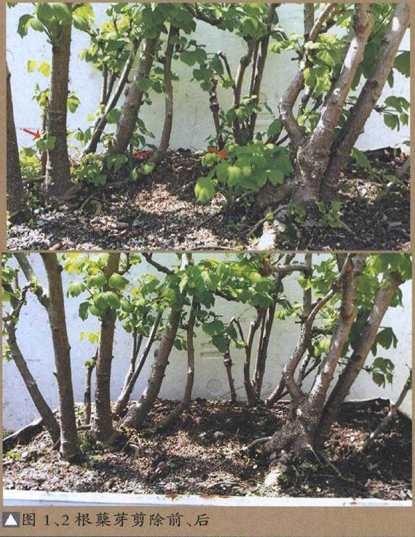 树石盆景的修剪与整形