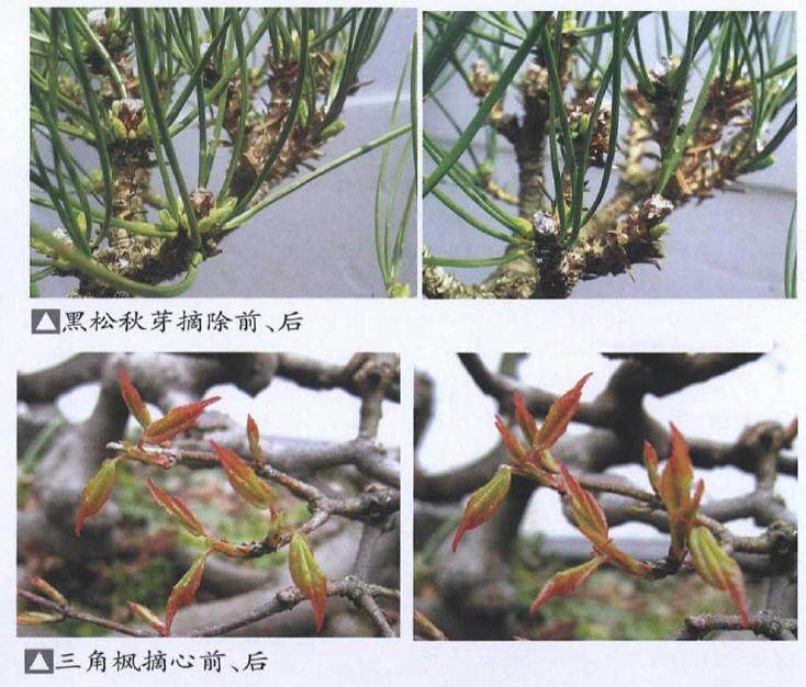 树石盆景的修剪与整形