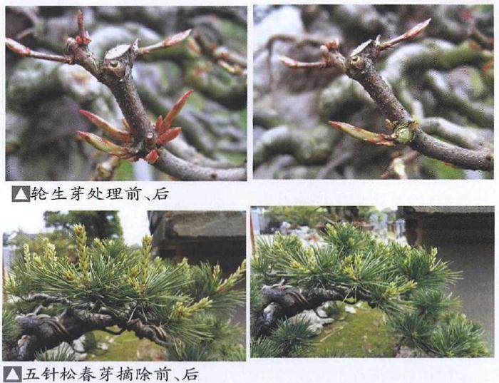 树石盆景的修剪与整形