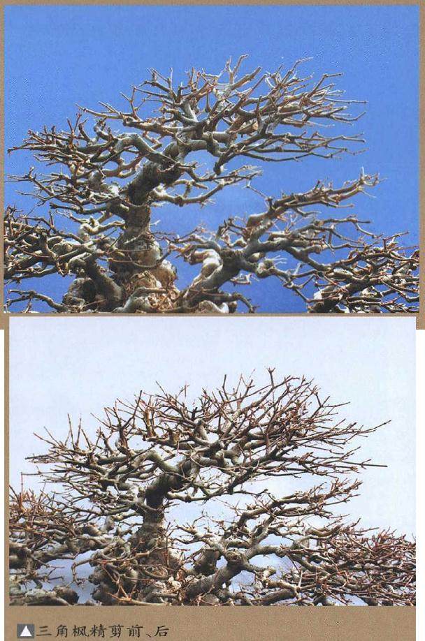 树石盆景的修剪与整形