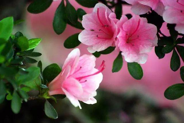 3种具体的繁殖杜鹃花盆景的方法