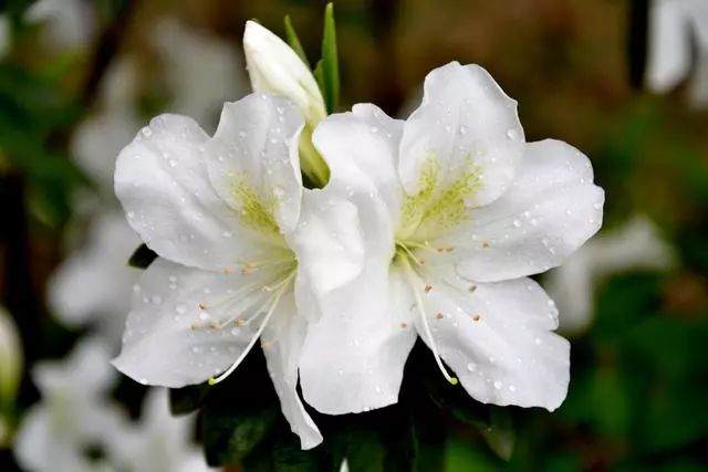 3种具体的繁殖杜鹃花盆景的方法