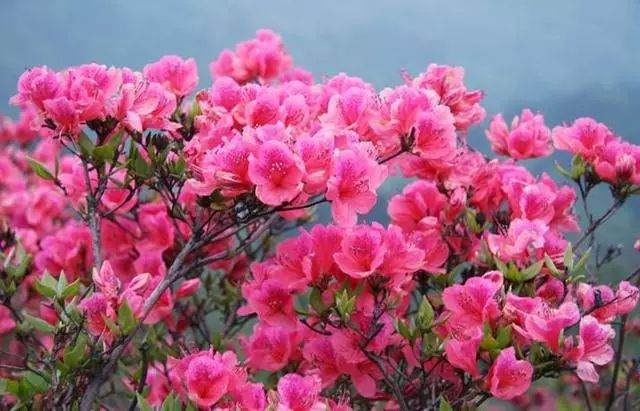 3种具体的繁殖杜鹃花盆景的方法