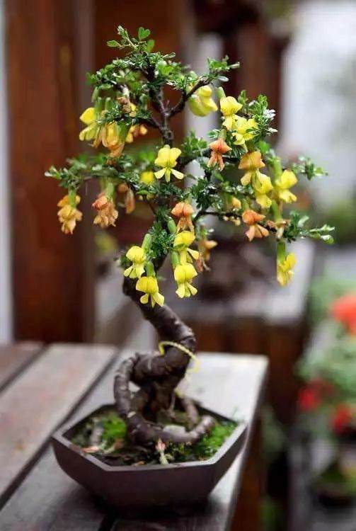 种植花卉盆景与环境的关系