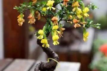 种植花卉盆景与环境的关系