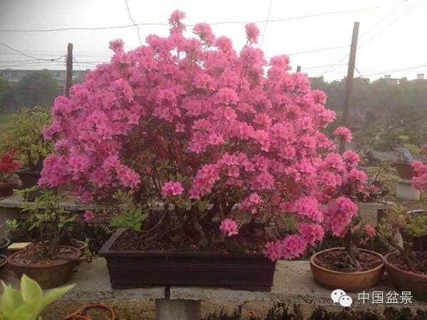 杜鹃盆景最好 每两年就要换盆一次
