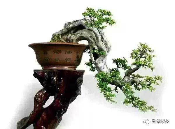 盆景怎么构图 截桩 造型的方法 图片