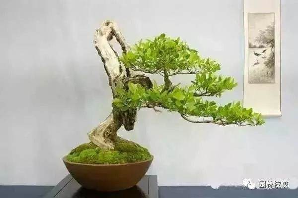 盆景怎么构图 截桩 造型的方法 图片