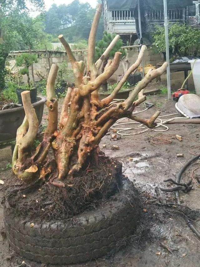 如何让一棵200元的杜鹃下山桩 做成盆景 升值过万