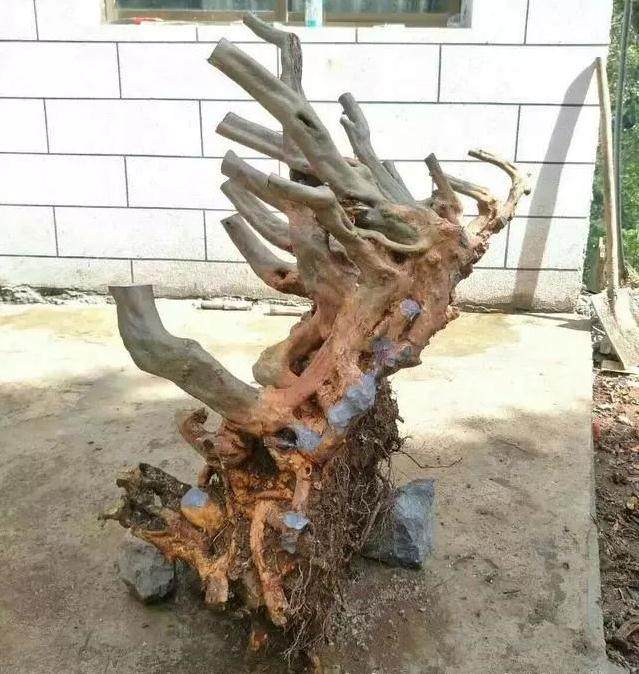 怎么让一棵200元的杜鹃下山桩 做成盆景 价格过万