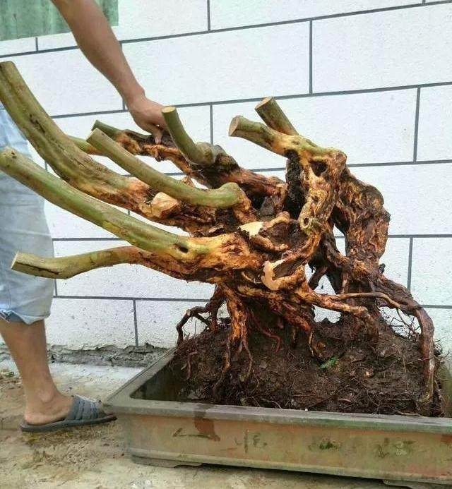 如何让一棵200元的杜鹃下山桩 做成盆景 升值过万