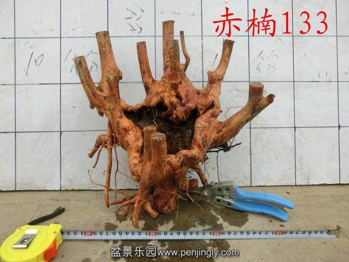 赤楠下山桩的采挖和种植