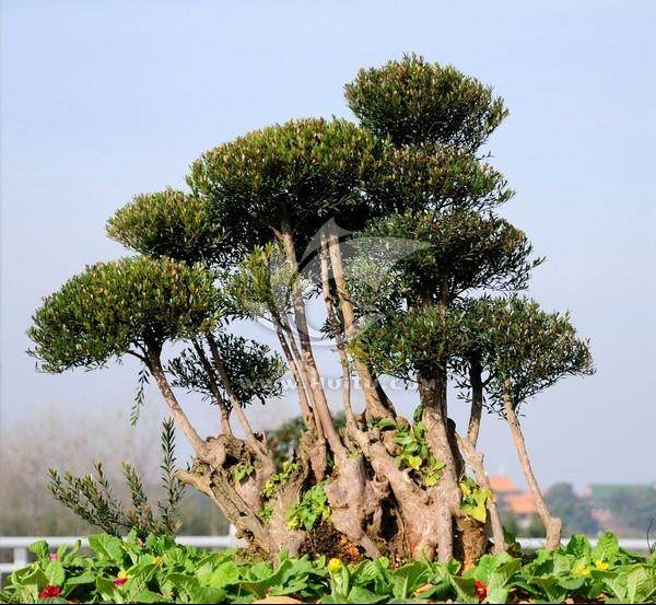 赤楠盆景最好 1&mdash;3年换盆一次