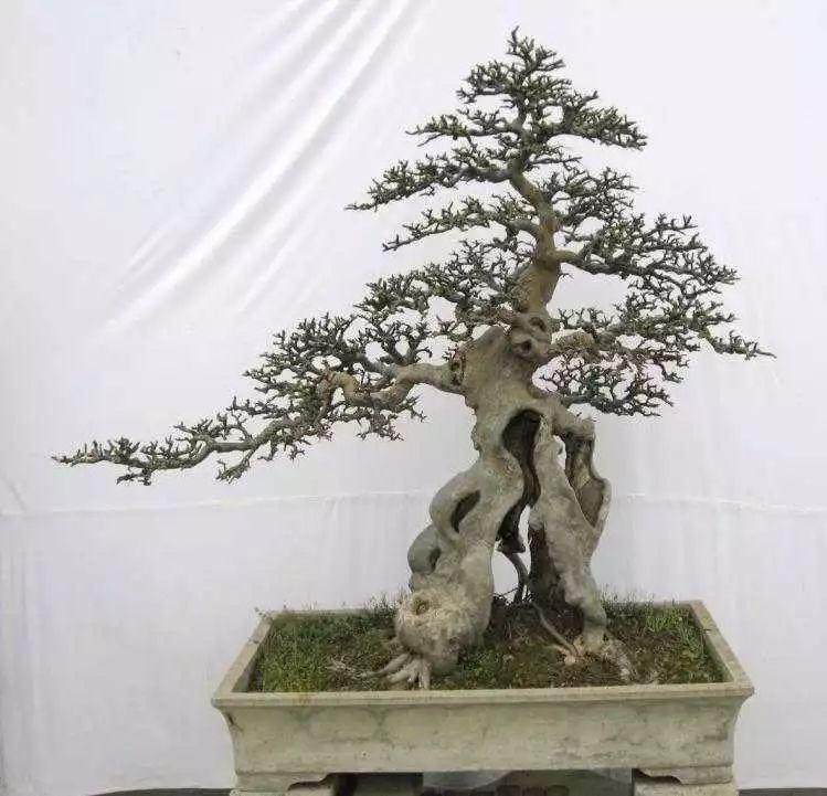 如何用生长素给下山桩促根?