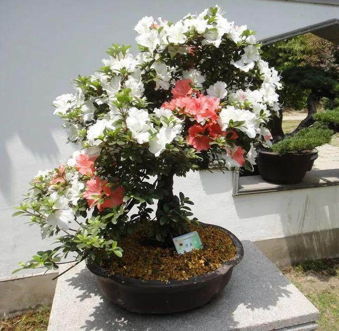 杜鹃花盆景在北方的冬季养护