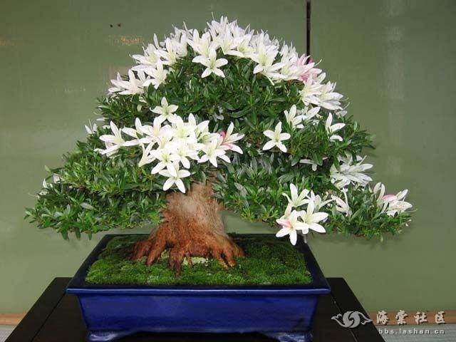 阳台养护杜鹃盆景 每礼拜浇水一次 即可