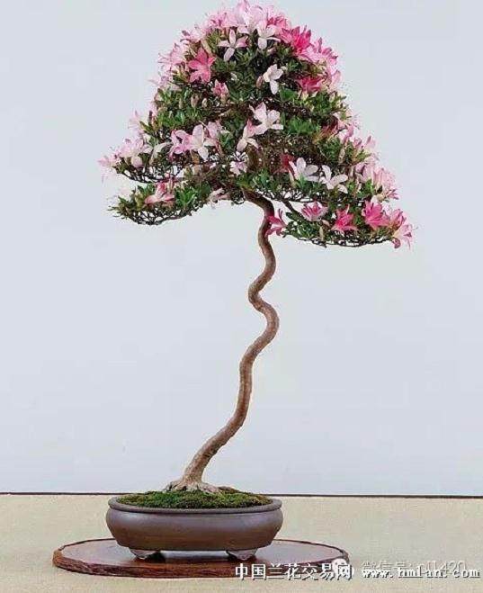 阳台养护杜鹃盆景 每礼拜浇水一次 即可