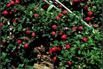 爷爷捡的栒子树桩 做成盆景后价值上万