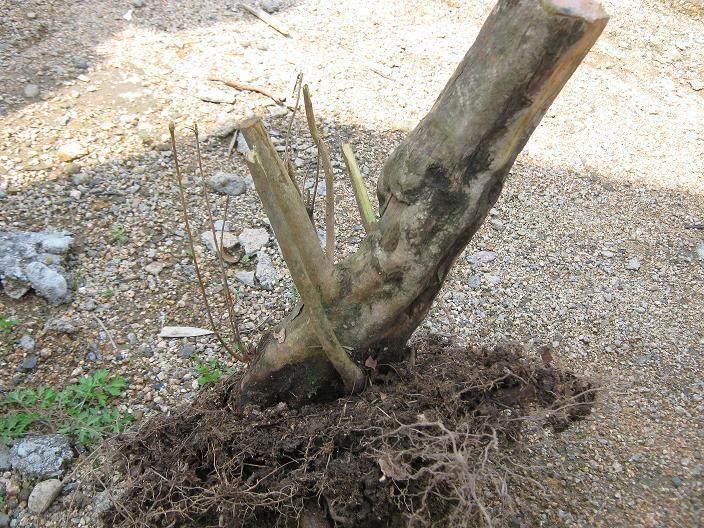 下山桩素材选择的基木原则