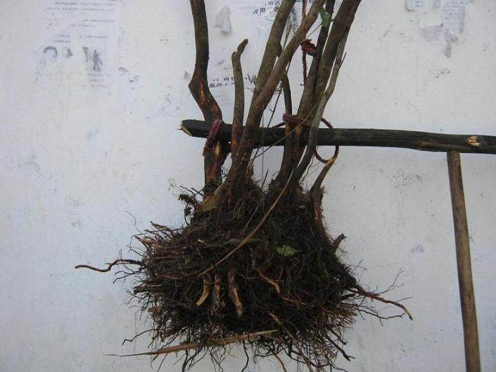 下山桩素材选择的基木原则