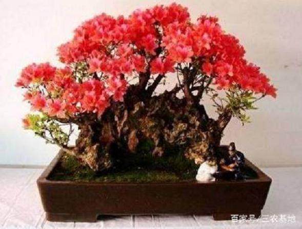 下山桩的挖掘季节及处理方法