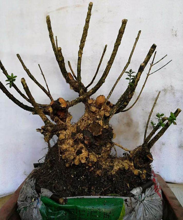 瑞香下山桩怎么栽培?才能成活?