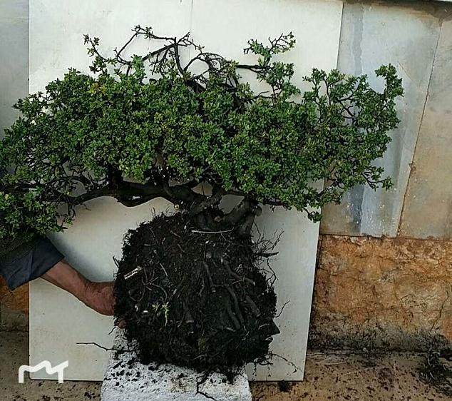 瑞香下山桩怎么栽培?才能成活?