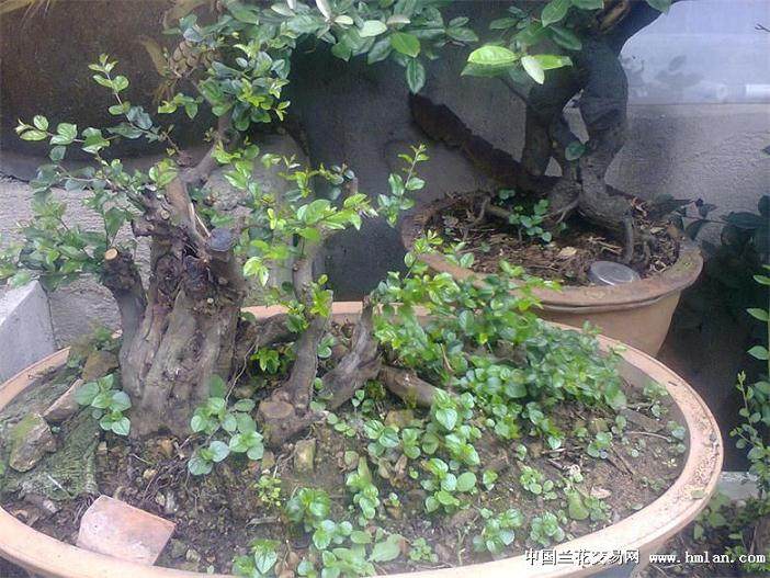 雀梅下山桩怎么缠膜?才能保温保湿