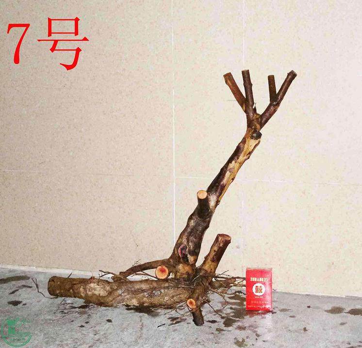 雀梅下山桩怎么缠膜?才能保温保湿