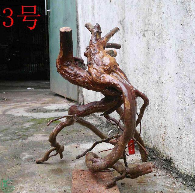 雀梅下山桩怎么缠膜?才能保温保湿