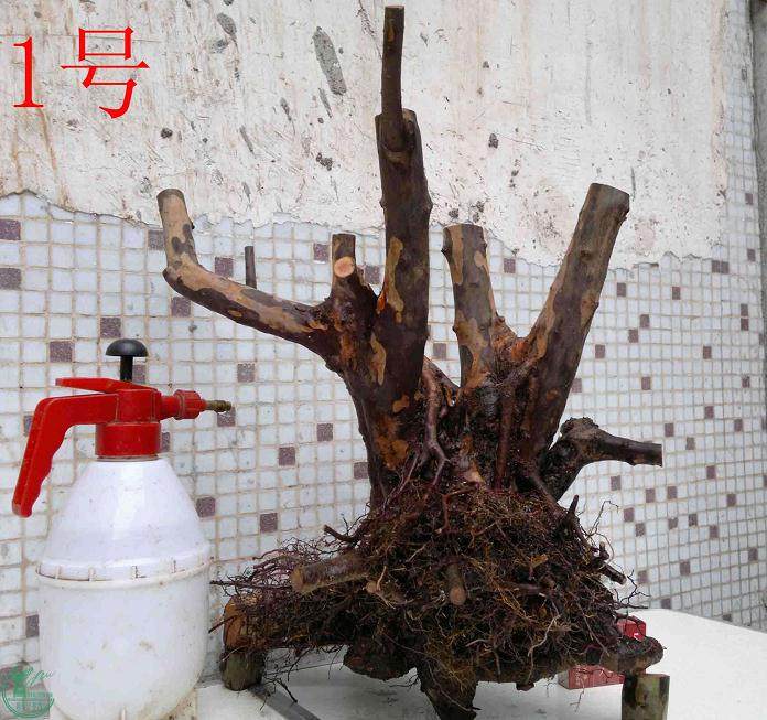 雀梅下山桩多久发芽?生根也不一定发芽?