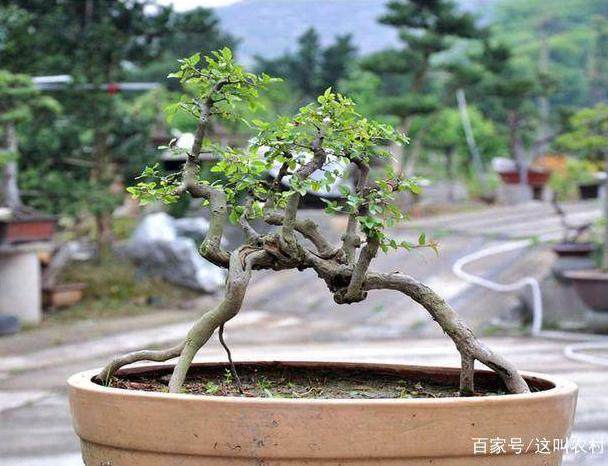 雀梅下山桩多久发芽?生根也不一定发芽?