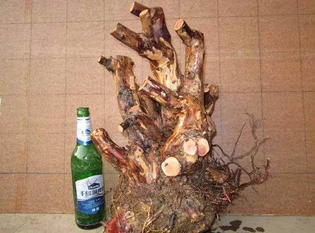 雀梅下山桩放养多久可以移栽上盆?