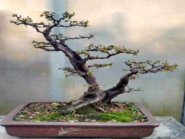 雀梅下山桩放养多久可以移栽上盆?