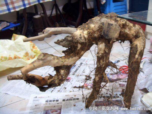 紫薇下山桩什么时候采挖 如何采挖?