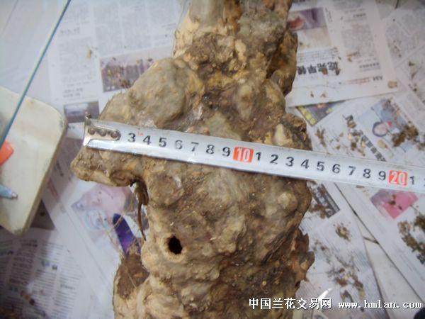 紫薇下山桩什么时候采挖 如何采挖?