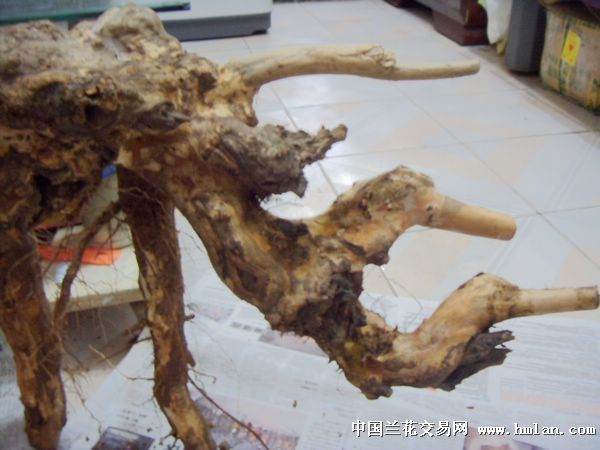 下山桩能不能直接上盆？不能 否则必死