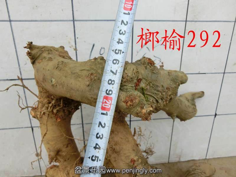 下山桩能不能直接上盆？不能 否则必死