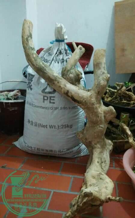 榆树下山桩多久浇水能提高移栽成活率