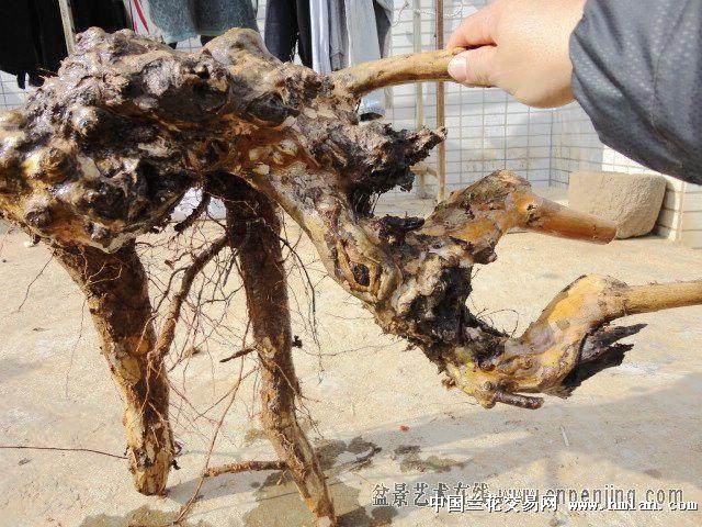 榆树下山桩多久浇水能提高移栽成活率