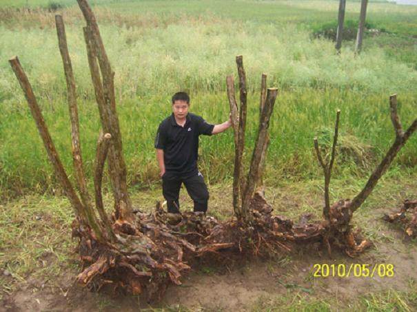 紫薇下山桩怎么养?做好浇水与施肥?