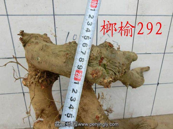 紫薇下山桩怎么养?做好浇水与施肥?