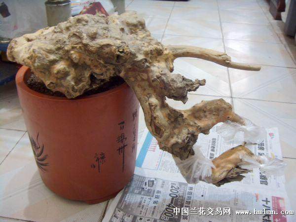 紫薇下山桩怎么养?做好浇水与施肥?