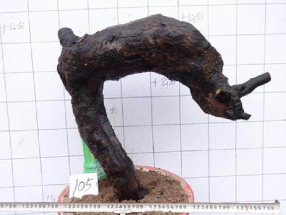 老鸦柿下山桩多久结果?早的话需要2年