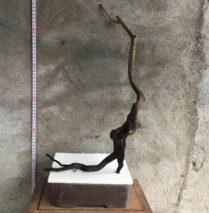 老鸦柿下山桩多久结果?早的话需要2年