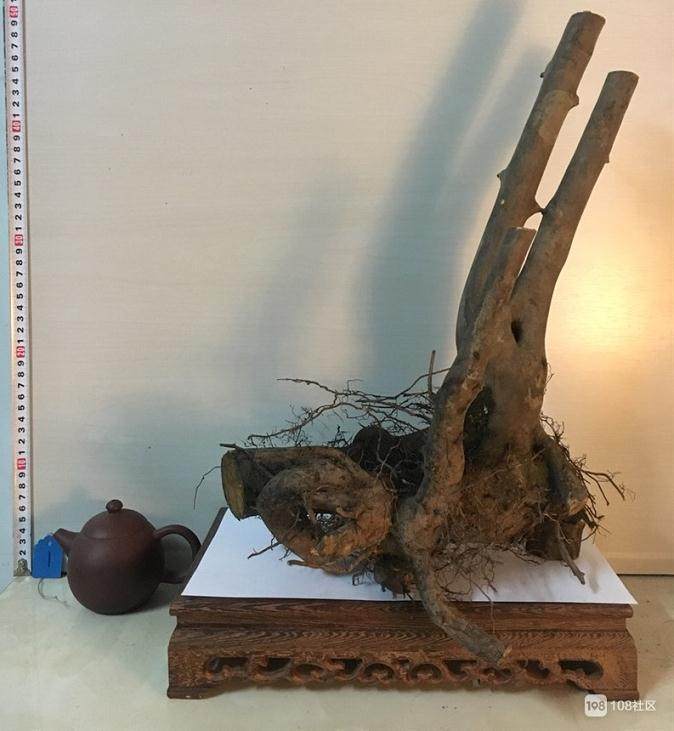 老鸦柿下山桩多久结果?早的话需要2年