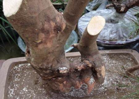 白花继木下山桩采挖方法2