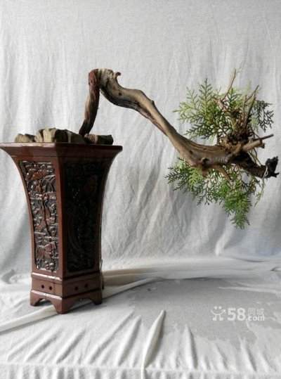 崖柏下山桩的养桩方法 有8个要点