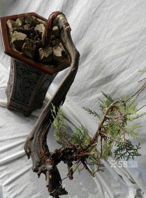 崖柏下山桩的养桩方法 有8个要点