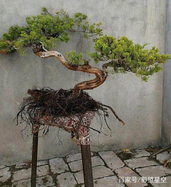 清香木下山桩的栽培季节为 11月中旬到5月下旬